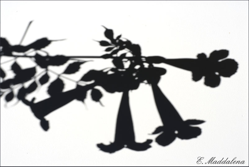 Immagine ridimensionata: clicca sull'immagine per vederla con le dimensioni originali.